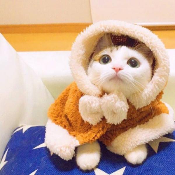 微信可爱搞怪猫咪图片