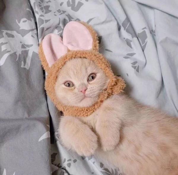 微信可爱搞怪猫咪图片