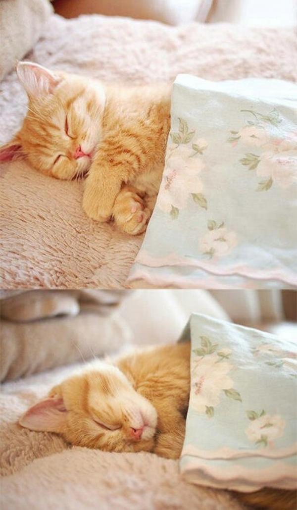 微信可爱搞怪猫咪图片