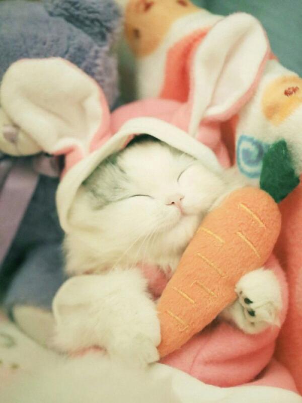 微信可爱搞怪猫咪图片