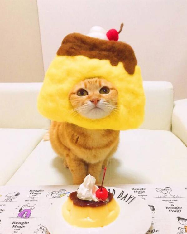 微信可爱搞怪猫咪图片