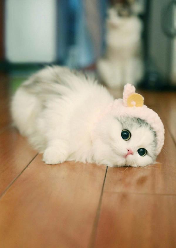 微信可爱搞怪猫咪图片