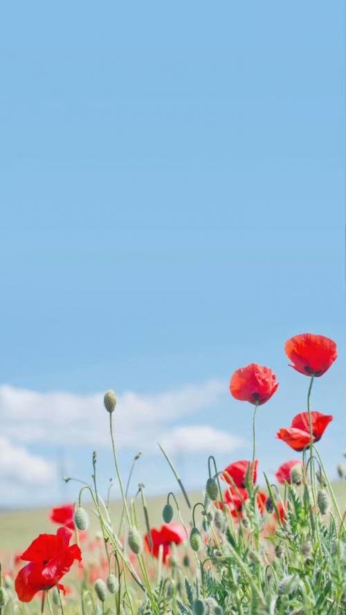 微信粉嫩少女心图片