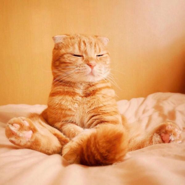 微信可爱搞怪猫咪图片