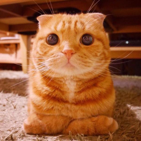 微信可爱搞怪猫咪图片