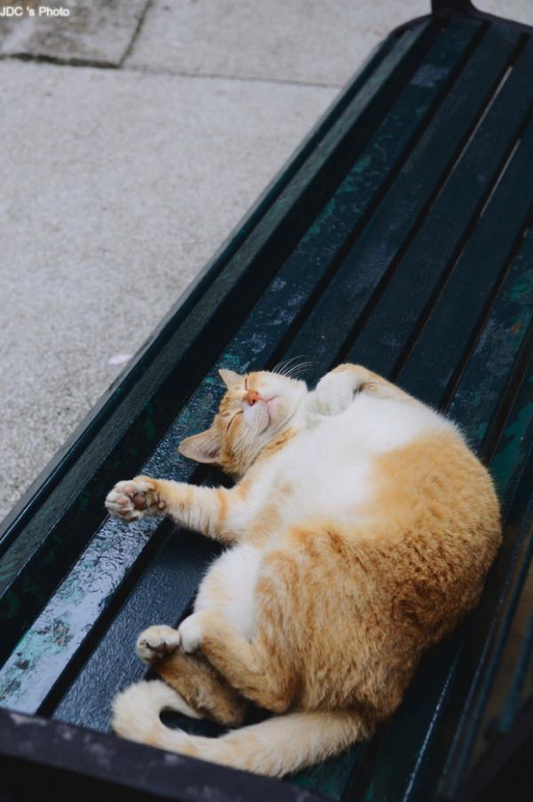 微信可爱搞怪猫咪图片