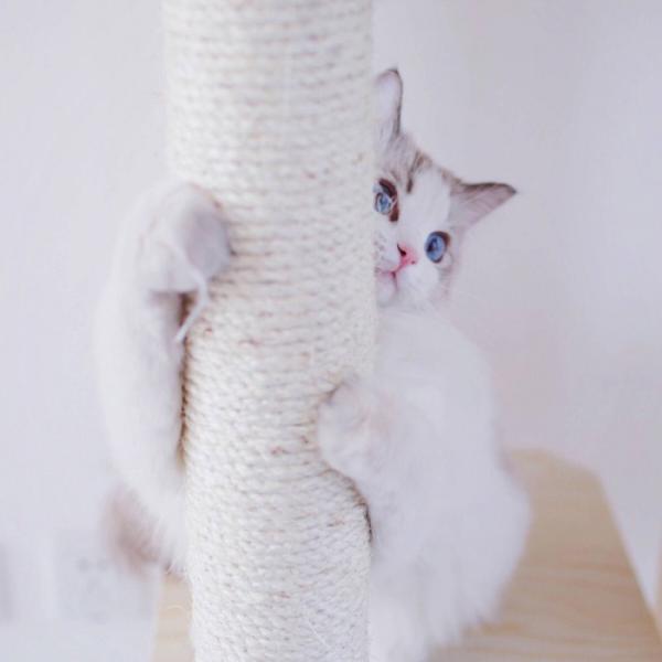 微信可爱搞怪猫咪图片