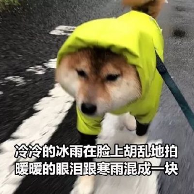 微信搞怪柴犬表情包