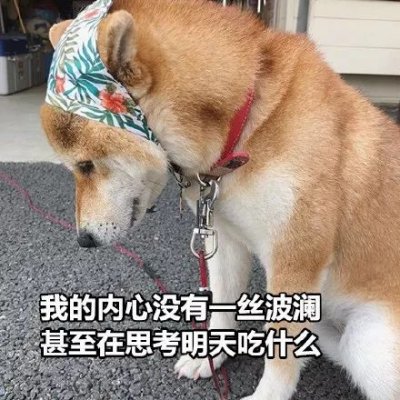 微信搞怪柴犬表情包