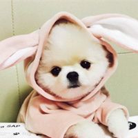 微信萌萌哒泰迪头像