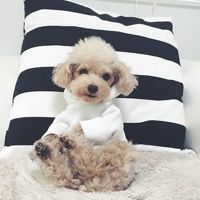 微信萌萌哒泰迪头像