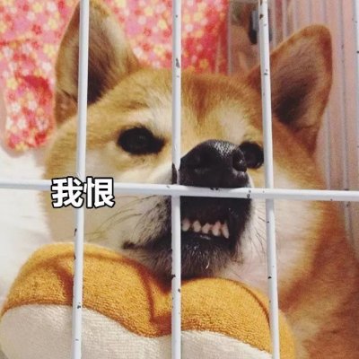 微信搞怪柴犬表情包