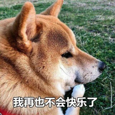 微信搞怪柴犬表情包
