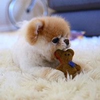 微信萌萌哒泰迪头像