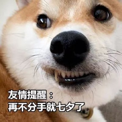微信搞怪柴犬表情包