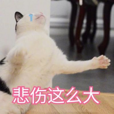 微信可爱喵星人表情包