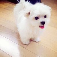微信萌萌哒泰迪头像