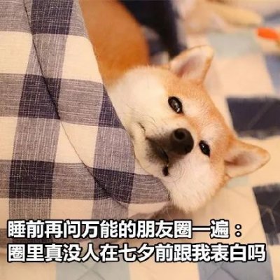 微信搞怪柴犬表情包