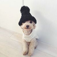 微信萌萌哒泰迪头像