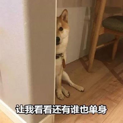 微信搞怪柴犬表情包