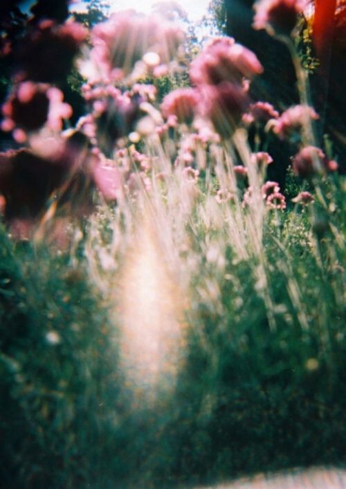 唯美植物微信聊天背景