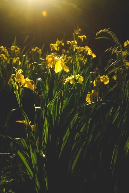 唯美植物微信聊天背景