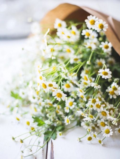 唯美植物微信聊天背景