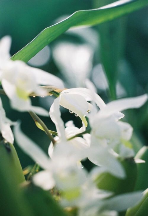 唯美植物微信聊天背景