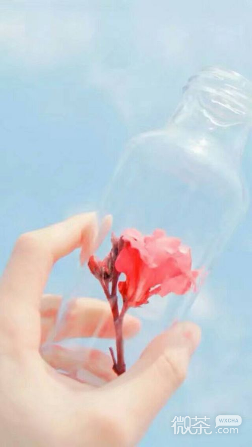 微信静心唯美水果图片