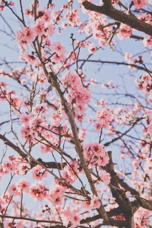 唯美植物微信聊天背景