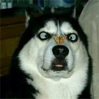 微信傻萌搞怪哈士奇头像