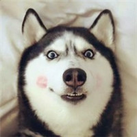 微信傻萌搞怪哈士奇头像