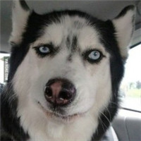 微信傻萌搞怪哈士奇头像