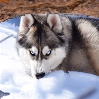 微信傻萌搞怪哈士奇头像