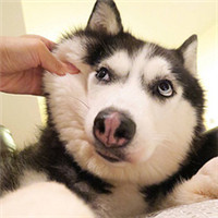 微信傻萌搞怪哈士奇头像