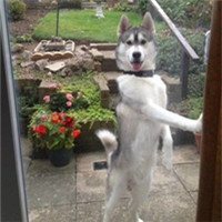 微信傻萌搞怪哈士奇头像