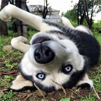 微信傻萌搞怪哈士奇头像