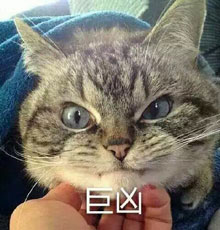 凶凶哒微信恶搞喵星人表情包