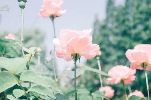 最新一波微信小清新朋友圈配图