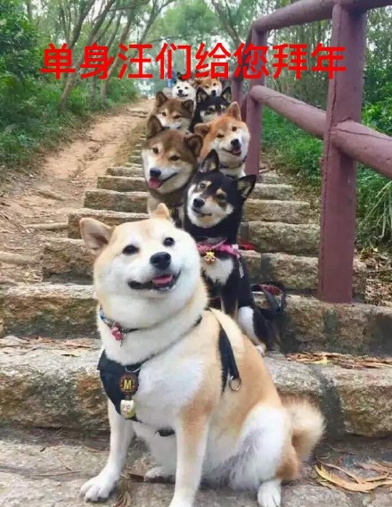 祝大家早日脱单微信柴犬恶搞表情包