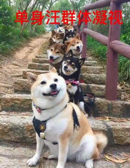 祝大家早日脱单微信柴犬恶搞表情包