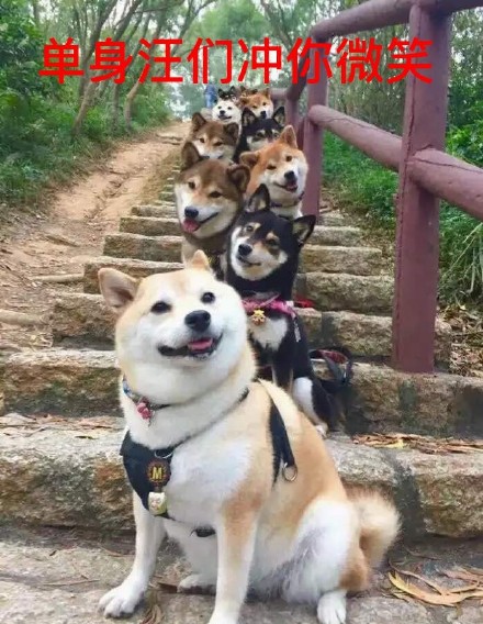 祝大家早日脱单微信柴犬恶搞表情包