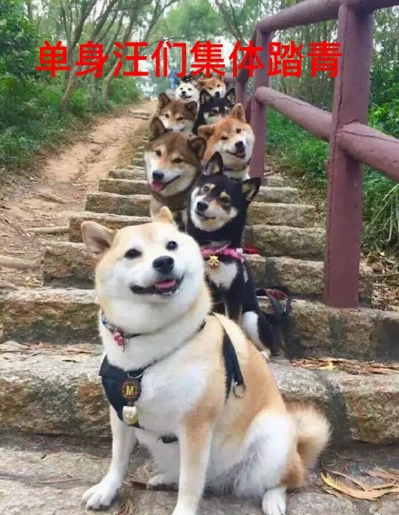祝大家早日脱单微信柴犬恶搞表情包