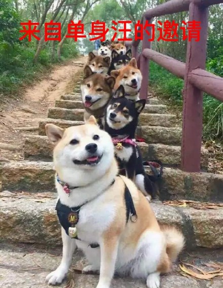 祝大家早日脱单微信柴犬恶搞表情包