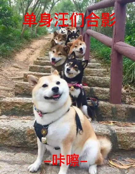 祝大家早日脱单微信柴犬恶搞表情包