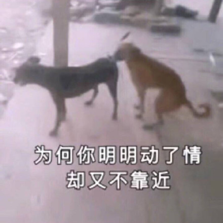 近期斗图表情包精选-2018/10/8
