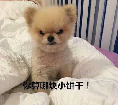 微信恶搞汪星人表情包