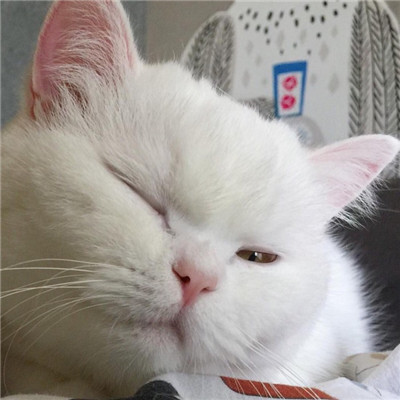 微信个性好看喵星人头像