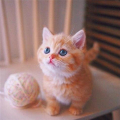 微信个性好看喵星人头像