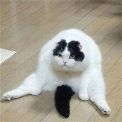 微信个性好看喵星人头像